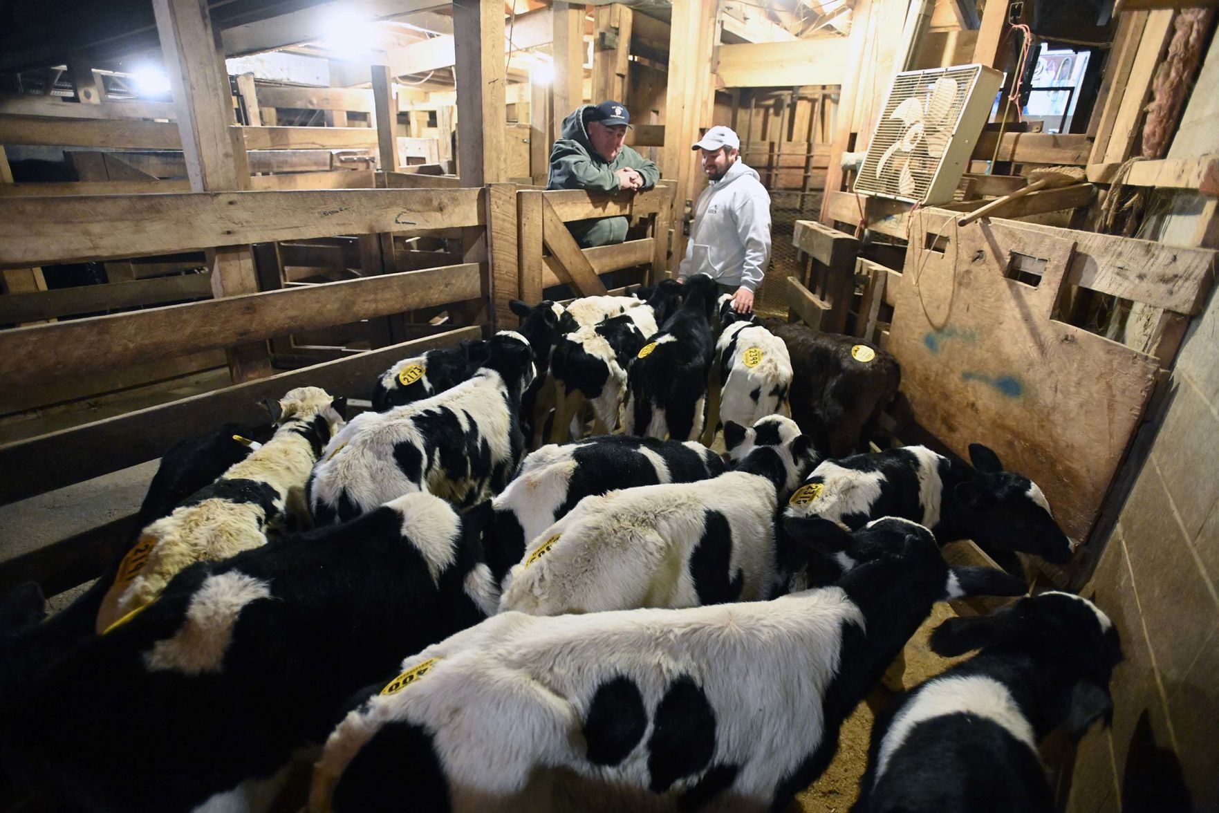 Carlisle Livestock Auction 26.JPG